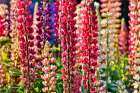 USA, Oregon. Garden in full bloom with close-up of Russell lupine. Art Print